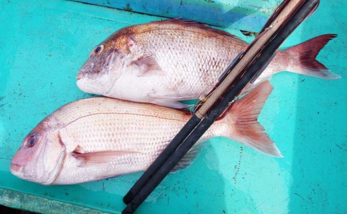 伝統釣法『シャクリマダイ』　リールを使わず真鯛を釣り上げる【内房】