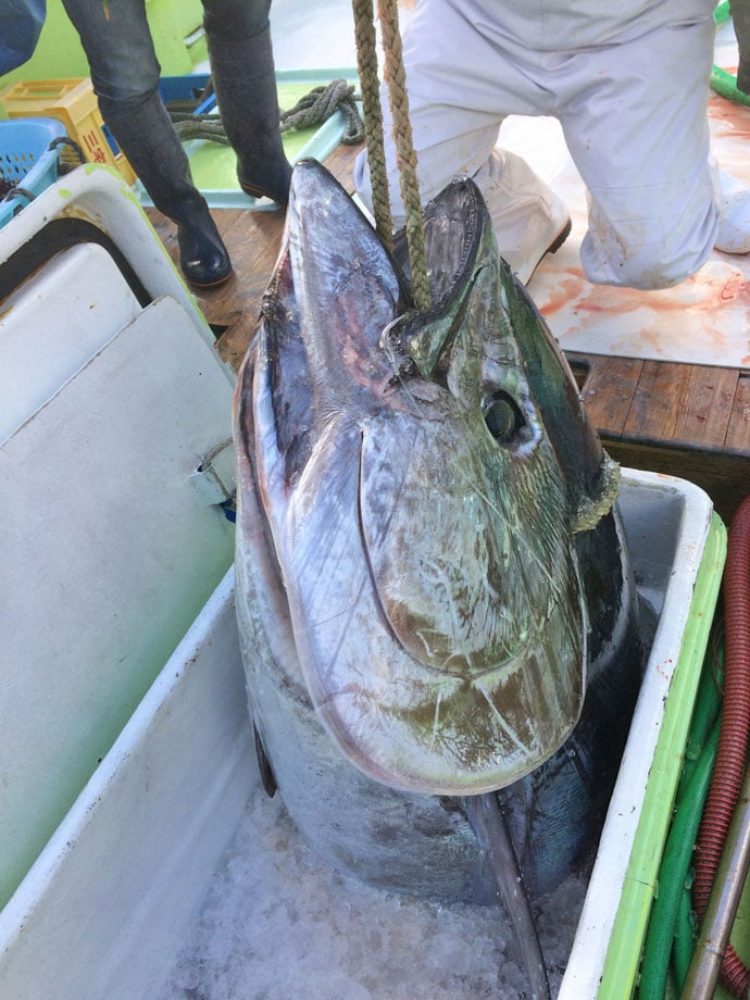 三宅島現役漁師に聞く延縄漁　全長1.6kmの仕掛けでマグロを狙う