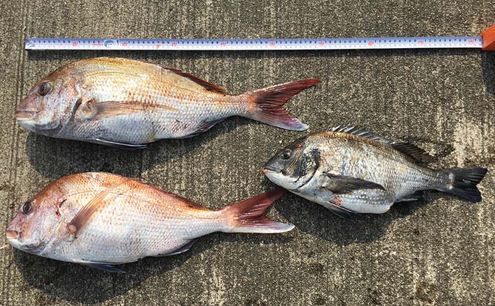 離島で投げ釣りしたら60cm級マダイが2尾登場 三重県 鳥羽市 Tsurinews