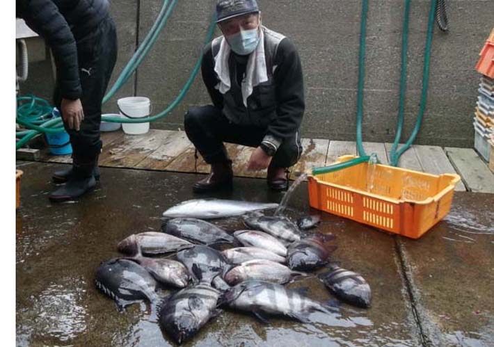 海上釣堀で天然物が釣れる 初心者でも高級魚ゲット 三重 大和丸 Tsurinews