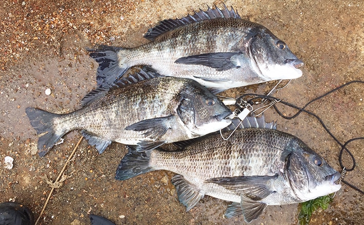 最高級 定45万円 イタリア名門ファクトリー ラマッタ La Matta 羊革 ダブルフェイス ムートンコート XL相当 ダークグリーン LORENZO ASOLA 最高級 定45万円 イタリア名門ファクトリー ラマッタ La Matta 羊革