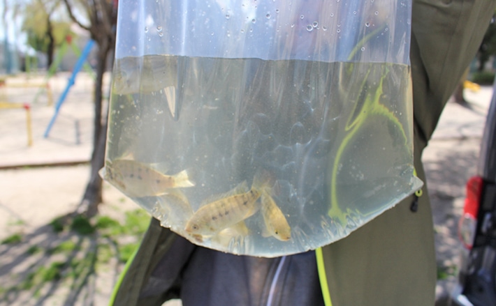 釣った魚 トリートメント