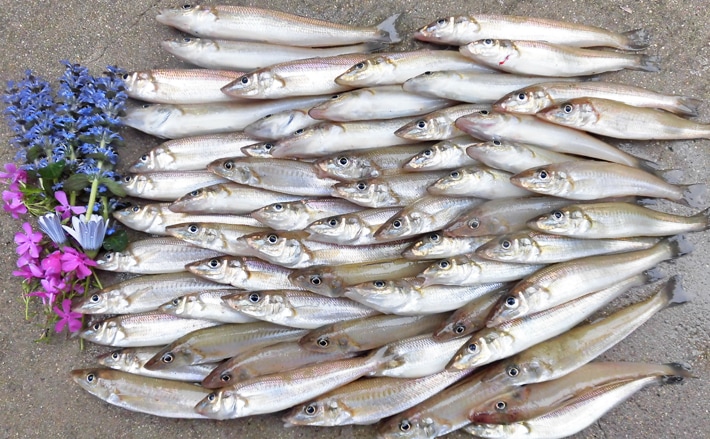 兵庫県 初夏のキス狙い投げ釣り場５選 初心者からベテランまでok Tsurinews