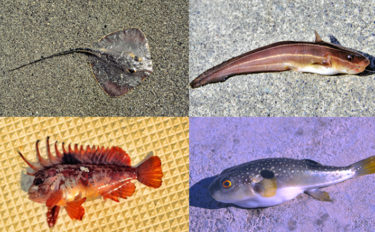 波止から釣れる『毒を持つ魚』５選　簡単に釣れちゃうからこそ危険！