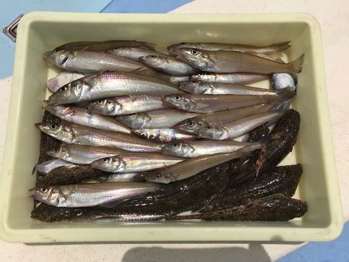 【愛知県】船釣り最新釣果情報　95cm巨大ヒラメにシロギス83尾！