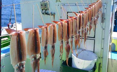関東で大人気のムギイカ釣りのキホン　ブランコ＆直結それぞれを解説