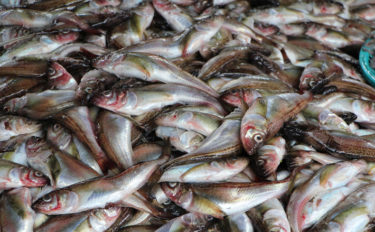 【秋田県】全国の県魚を紹介：鰰（ハタハタ）　釣り方と郷土料理も