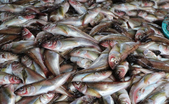 秋田県 全国の県魚を紹介 鰰 ハタハタ 釣り方と郷土料理も Tsurinews