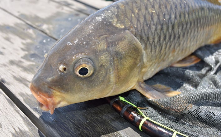関西オススメ釣り場 菅生かかり釣池 大ゴイ狙えてアクセス良好 大阪 堺市 Tsurinews 関西オススメ釣り場 菅生かかり釣池 大ゴイ狙えてアクセス良好 大阪 堺市 Tsurinews