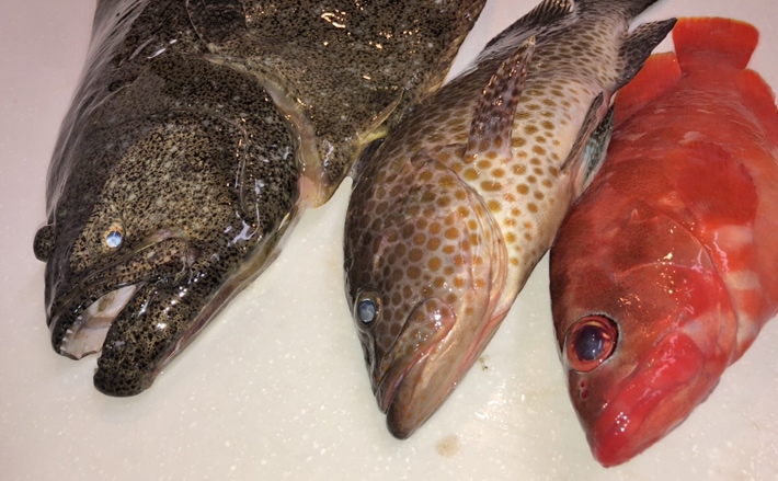 泳がせ根魚五目で超美味ハタ類を狙う 62cmヒラメも！【魚磯丸