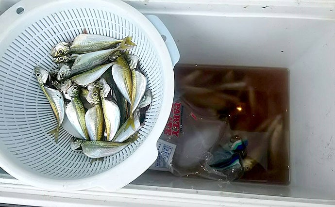 大阪湾の波止サビキ釣り解説　豆アジを1時間で100匹釣る方法！