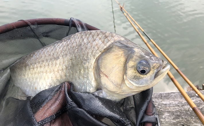 春の気難しいヘラブナ攻略の糸口は意外なところに⁉【兵庫・新松池