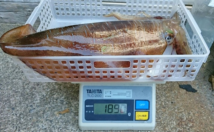 ボートエギングで1 9kgアオリイカ ラスト1投でドラマ 三重県 Tsurinews