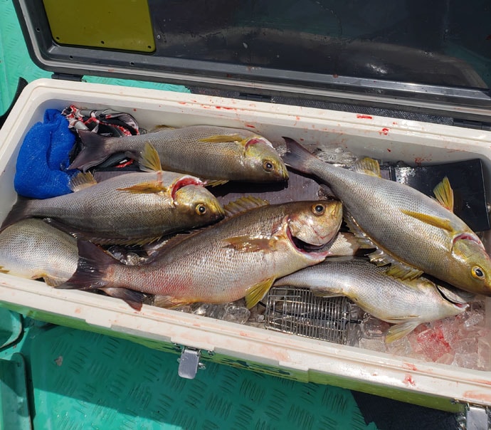 【玄海灘】沖釣り釣果速報　タイラバでマダイ数釣りに1kg超イサキも