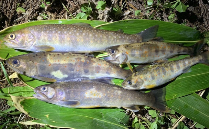 激スレ渓流魚攻略法4選　ゴールデンウィーク明けの長良川で検証