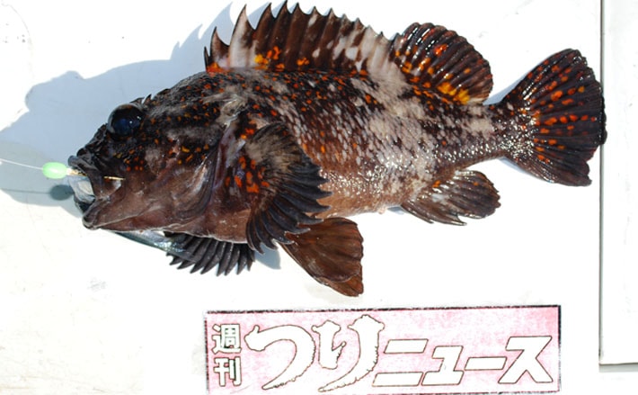 ムラソイ船で良型根魚多数 40cm級頭に尺超え続々【茨城・大貫丸