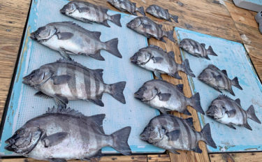 【愛知県】船釣り釣果速報　イシダイがツ抜けに良型マハタなど！