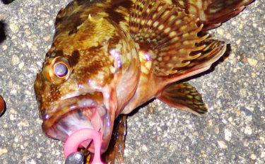 人気上昇中の『穴釣り』でカサゴ連発　狙うはまさかの防舷材【三重県】