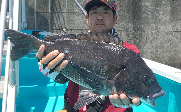 大阪湾チヌ落とし込み釣りで26匹 型 数ともに盛期突入 堺港新波止 Tsurinews