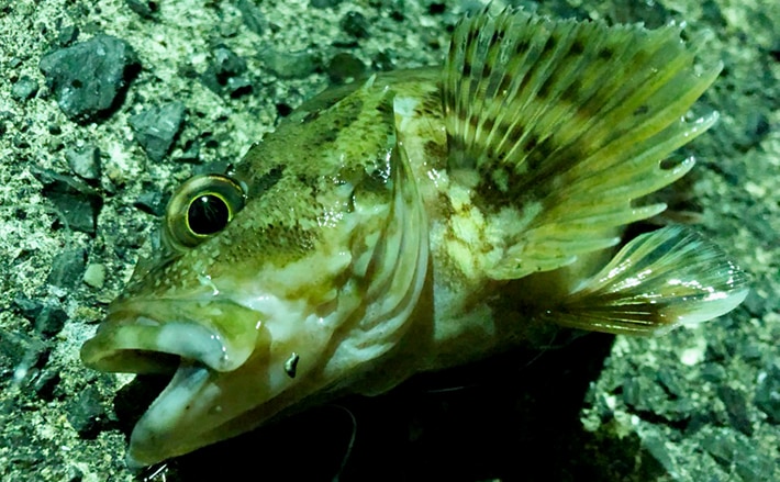 テレスコロッドで楽しむライトロックゲーム 夏の日本海は根魚天国 Tsurinews