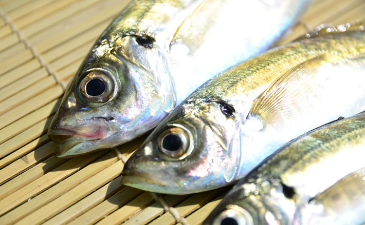 全国エリアの鉄板ターゲット『マアジ』の船での釣り方3選 特色は様々