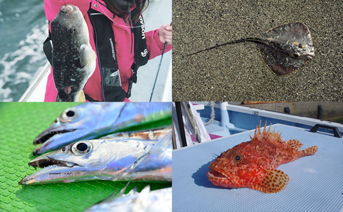 沖で釣れる『いろんな意味で危ない魚』5選と対処法　おもらしに要注意