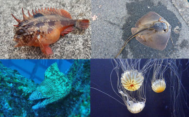 海水浴で気をつけたい海の生き物4種とその対処法　綺麗でも触るのNG