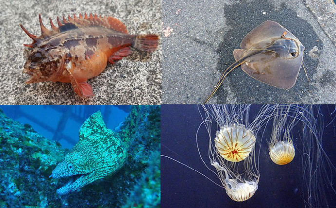 海水浴で気をつけたい海の生き物4種とその対処法 綺麗でも触るのng Tsurinews