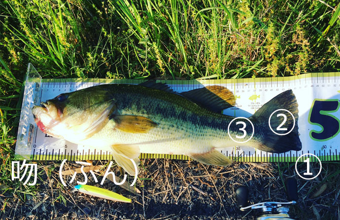 釣った魚の公式なサイズ計測方法を紹介　体長と全長は異なるもの？