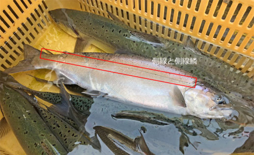 サカナの『鱗（ウロコ）』が持つ4つの重要な役割 実は栄養保存場所？ Tsurinews