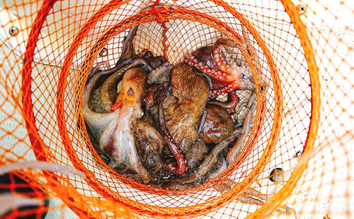 東京湾エギタコ釣りのキホン＆釣況解説　2019年はマダコの当たり年