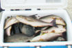 磯フカセ釣りで43cm頭にイサキ32尾　同調方法と針サイズで釣り分け