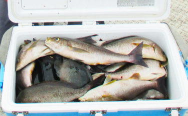 磯フカセ釣りで43cm頭にイサキ32尾　同調方法と針サイズで釣り分け