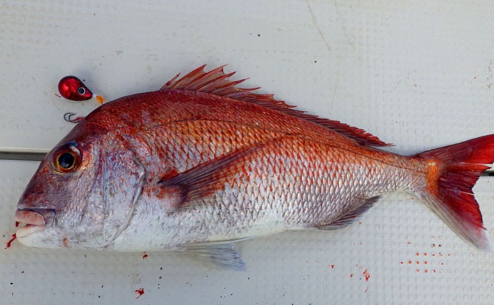 タイラバでブランド鳴門ダイに挑戦 サイズの差は巻き速度の差 Tsurinews