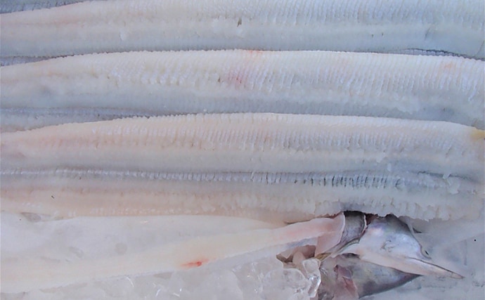 水産会社勤務のプロが教える「おいしい旬魚」の見分け方：マダコ＆ハモ