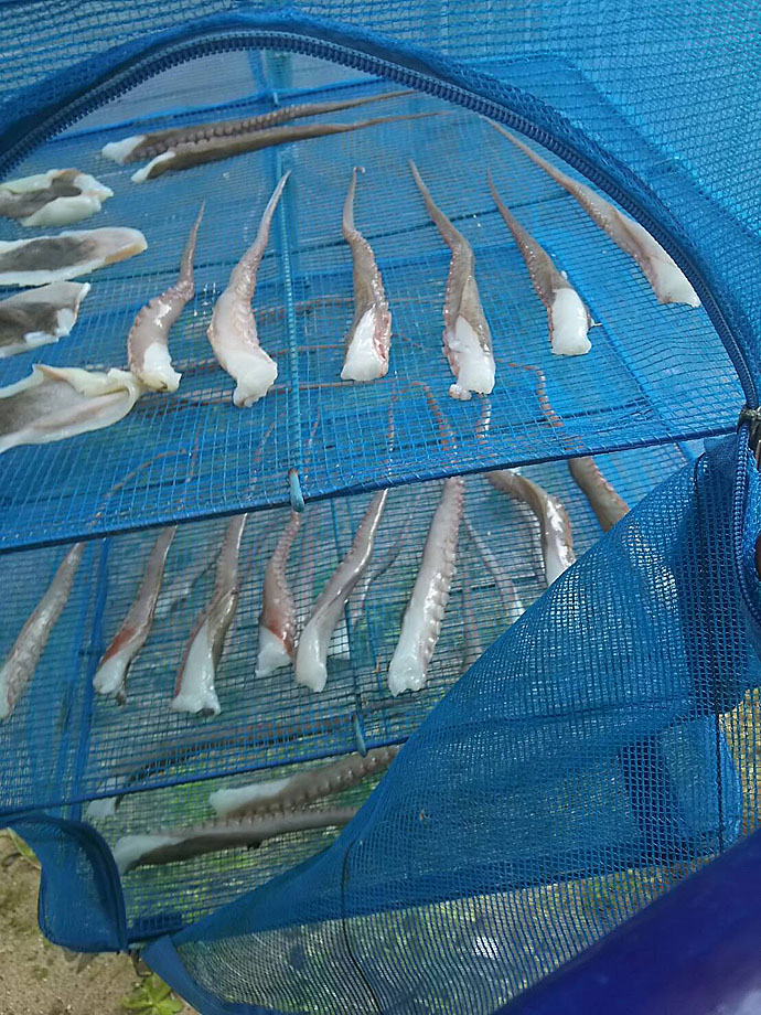 干しダコで作る絶品『タコ飯』　数釣りシーズン盛期にオススメ！