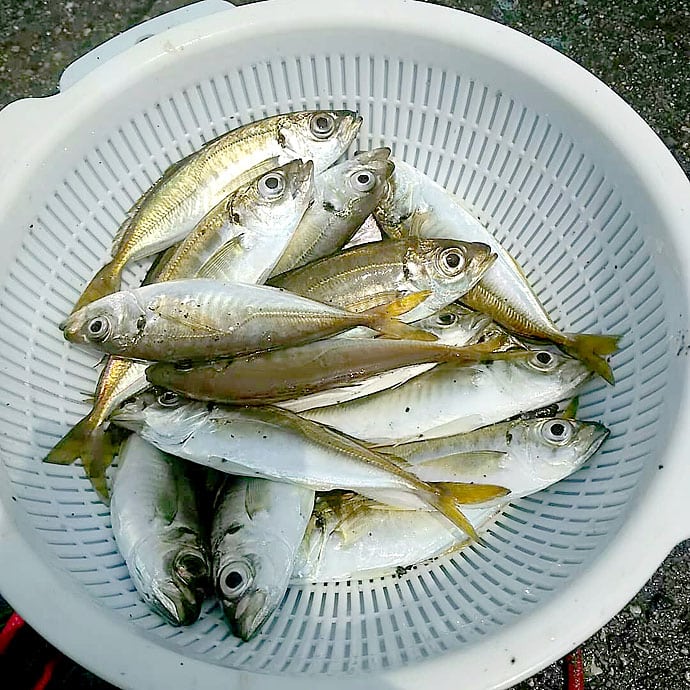 波止サビキ釣りで小アジと小サバを釣り分ける方法【大阪府・汐見埠頭】