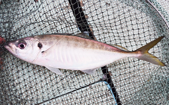 大人気『SLJ』で釣れる魚種をレア度別に紹介　紫の魚が一番珍しい？