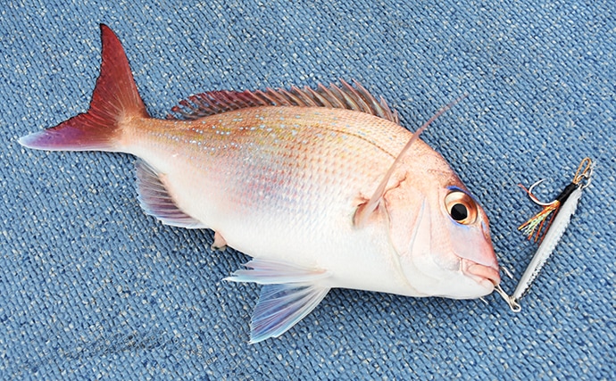 大人気 Slj で釣れる魚種をレア度別に紹介 紫の魚が一番珍しい Tsurinews