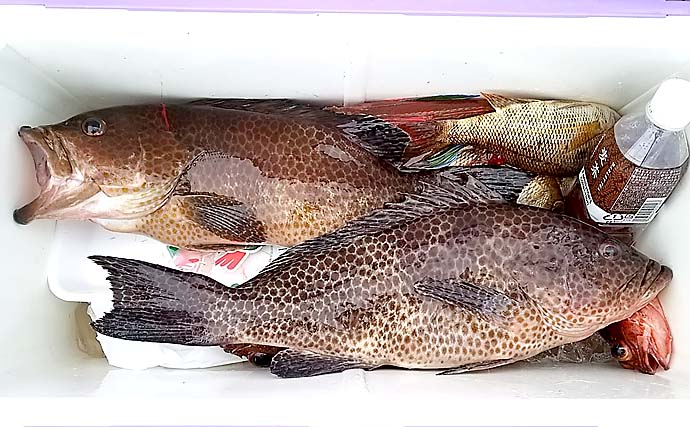 スーパーになかなか流通しない高級魚オオモンハタ（大紋羽太）を釣る方法