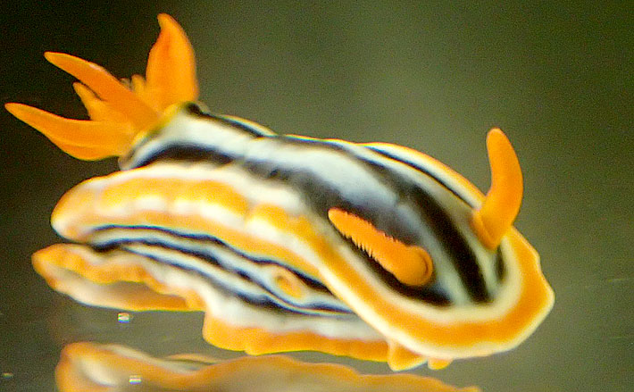 意外と身近な ウミウシ 海牛 の愛らしさに癒されよう 専門水族館も Tsurinews