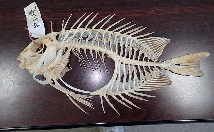 ミルワームを使って魚の『骨格標本』を作ろう　夏休みの自由研究にも