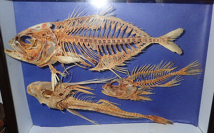 ミルワームを使って魚の『骨格標本』を作ろう　夏休みの自由研究にも