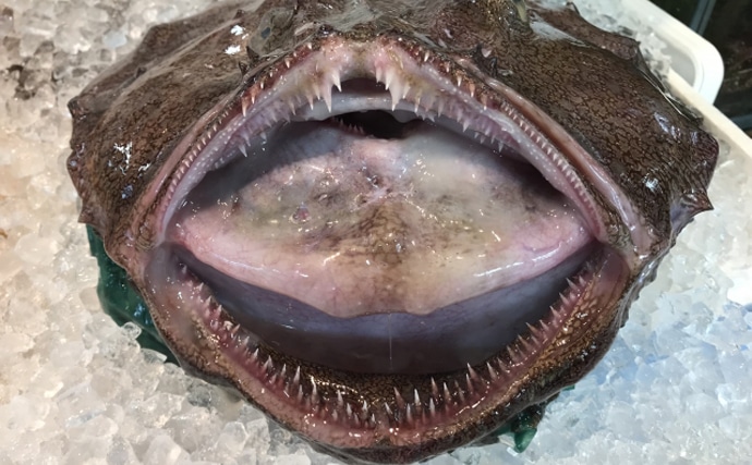 サカナの食性と口・歯の関係　海藻を食べる魚は人間と同じ歯を持つ？