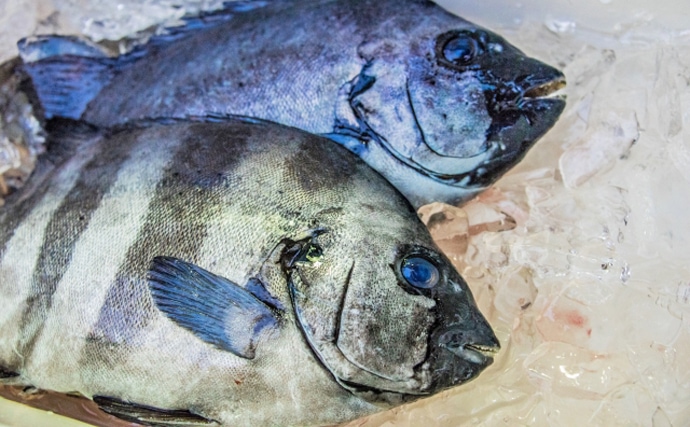 サカナの食性と口・歯の関係　海藻を食べる魚は人間と同じ歯を持つ？