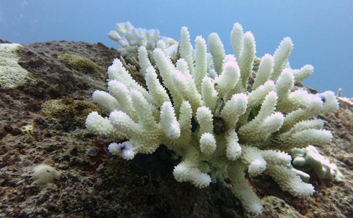 サンゴのちょっと変わった５つの生態　産まれたては泳ぐってホント？