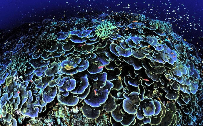 海の生き物たちにとっての「海のオアシス」サンゴの重要な役割を解説