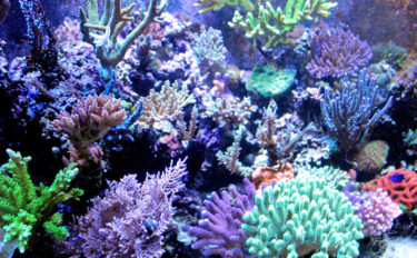 サンゴのちょっと変わった５つの生態　産まれたては泳ぐってホント？