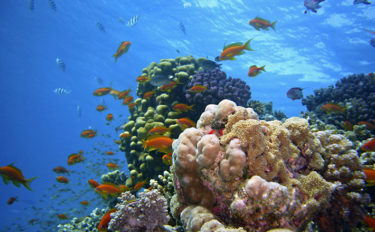 海の生き物たちにとっての「海のオアシス」サンゴの重要な役割を解説