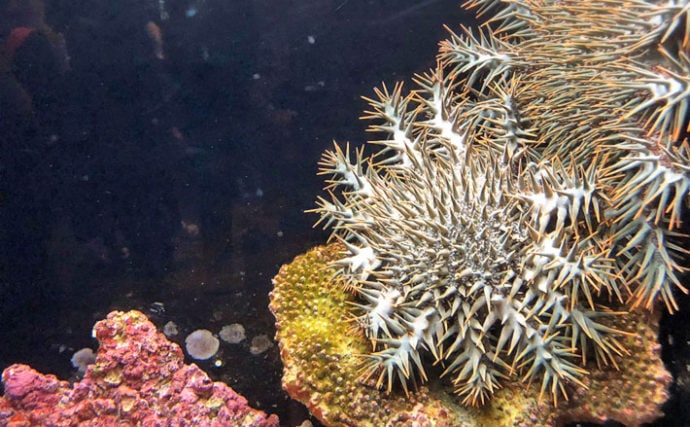 沖縄エリアのサンゴ減少の原因を考察　オニヒトデ大発生も理由の一つ？